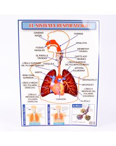 Lamina Educativa Sistema Respiratorio 57x42cm