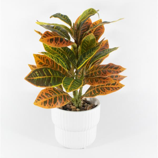 PLANTA CROTON 10X25CM