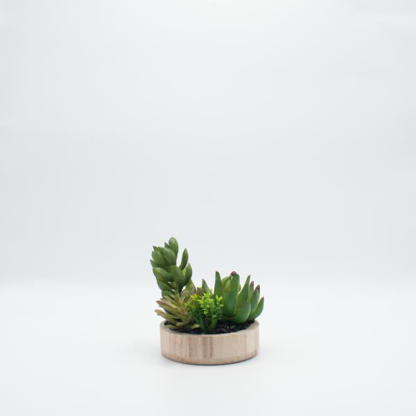 TERRARIO SUCULENTA. BASE MADERA