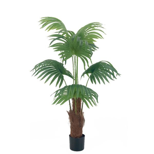 PALMERA DE LIVISTONA 150CM