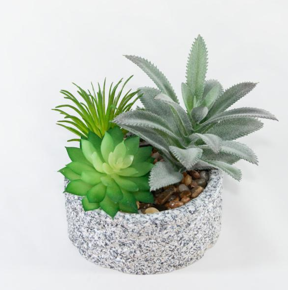 SUCULENTA VERDE
