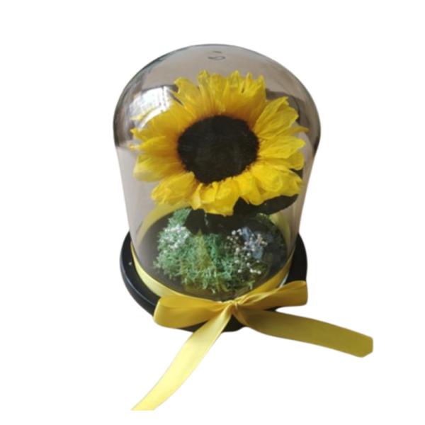 Girasol  Real Preservada En Domo  M