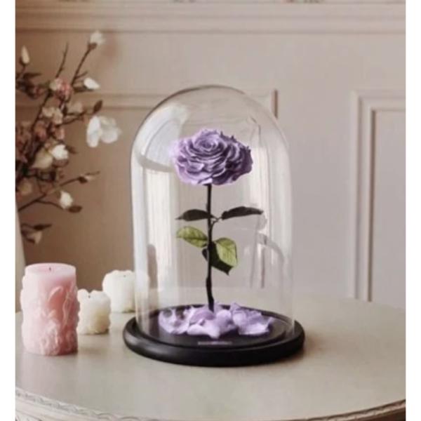 Rosa Real  Preservada  En Domo S Purpura