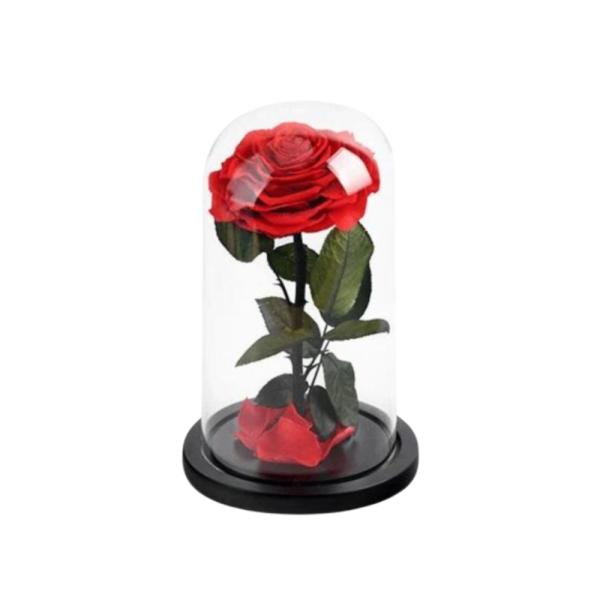 Rosa Real Preservada En Domo M Rojo