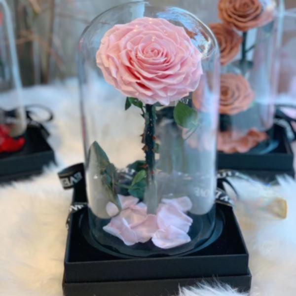 Rosa Real Preservada En Domo  M Rosado