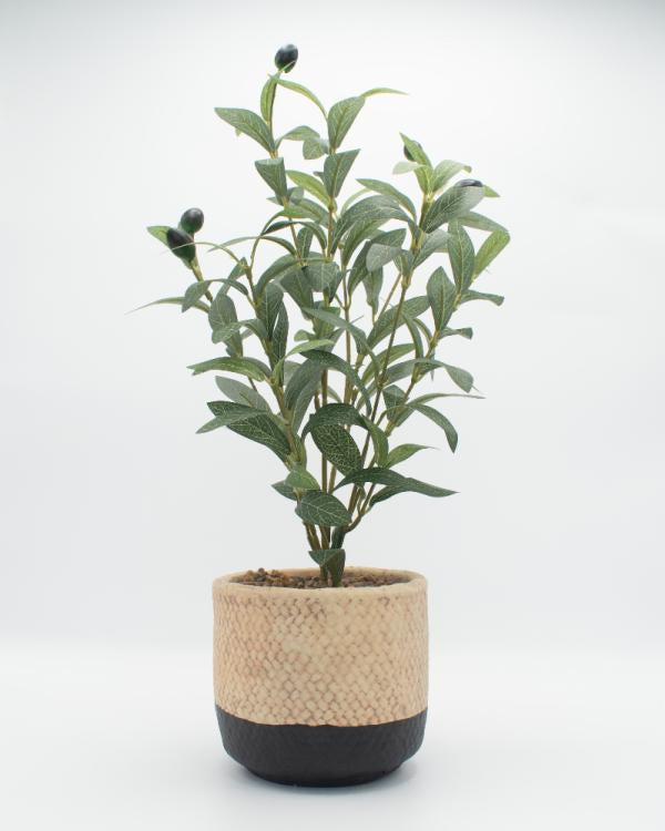 OLIVO 50CM. MACETA CONCRETO