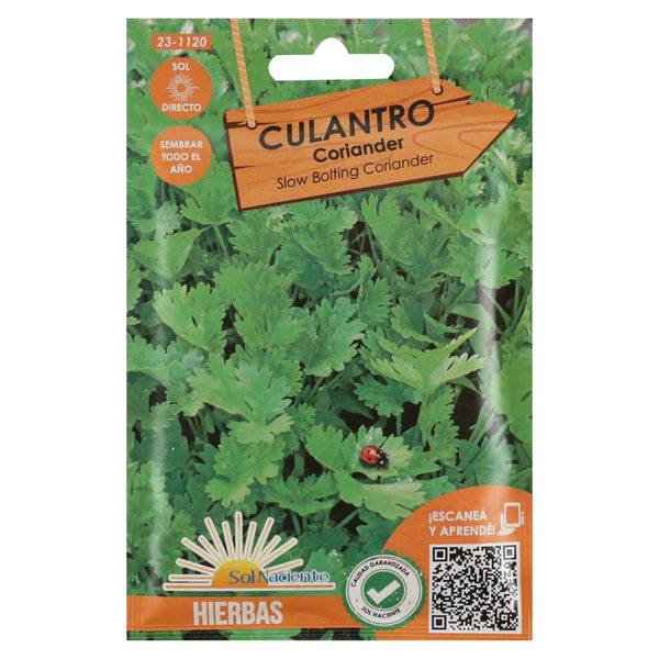 Semillas Culantro Sol Naciente