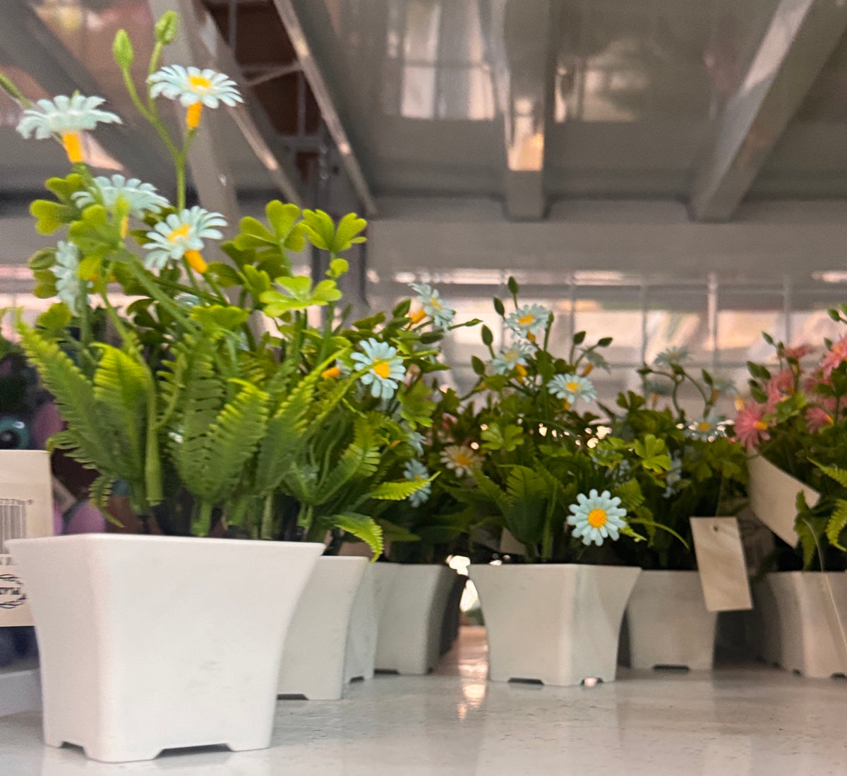 🌸 Planta Artificial con Margaritas Celestes con Helecho en Maceta Blanca Cuadrada de Plástico - foto real 1
